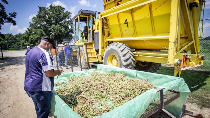 How farming in the Mississippi Delta can save America's food supply chain -  WTOP News